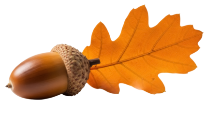 Autumn acorn and oak leaf PNG isolated on transparent background, fall season nature element for Thanksgiving and seasonal designs