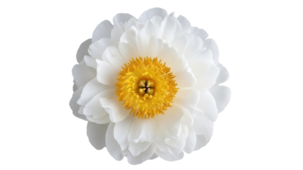 Elegant white peony flower isolated PNG on transparent background, delicate floral element for wedding invitations and graphic design projects