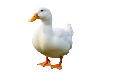 Fototapeta premium Pekin duck PNG isolated on transparent background, domestic waterfowl with white plumage and orange beak, farm animal for design use