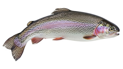 Rainbow trout isolated PNG on transparent background, freshwater fish with colorful iridescent stripe and spotted pattern for food and nature designs