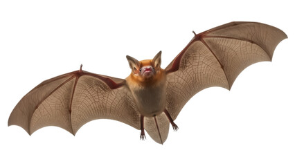 Orange nectar bat flying PNG isolated on transparent background, nocturnal animal with wings spread for wildlife and nature concepts © Roxana