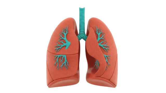 Human lungs isolated PNG, realistic anatomical model of respiratory system with trachea and bronchi on transparent background, medical diagram