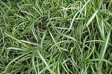 Green sedge plant leaves grow in a garden during daylight near a house in a residential area
