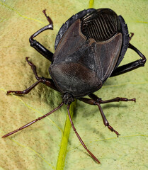 5th Instar of Bronze Orange Bug