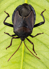 Insect Bronze Orange Bug