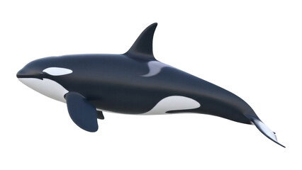 Majestic orca PNG isolated on transparent background, killer whale with black and white markings for marine life and wildlife projects © Roxana