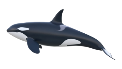 Majestic orca PNG isolated on transparent background, killer whale with black and white markings for marine life and wildlife projects