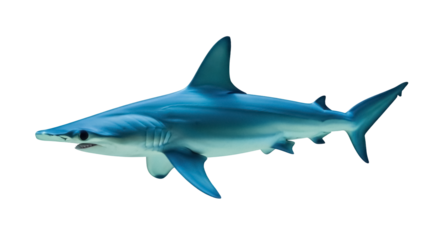 Blue shark PNG isolated on transparent background, marine predator with streamlined body and sharp teeth for wildlife and ocean themes