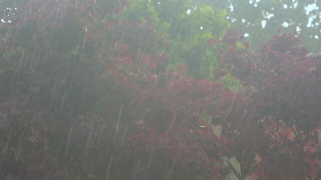 vento forte e pioggia fitta tra gli alberi di acero