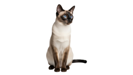 Elegant Siamese cat sitting isolated PNG on transparent background, beautiful purebred feline with blue eyes for pet-related designs