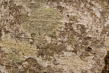 Beech Tree Bark Texture Background