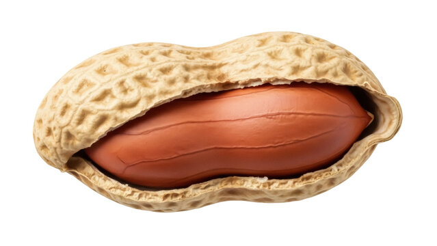 Single peanut in shell isolated PNG, close-up of a shelled groundnut with textured skin on transparent background, healthy snack