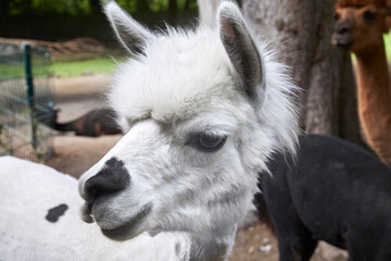 Funny portraits of curious alpacas.