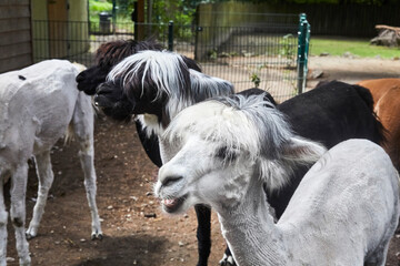 Funny portraits of curious alpacas.