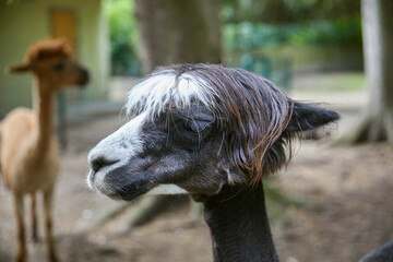 Funny portraits of curious alpacas.