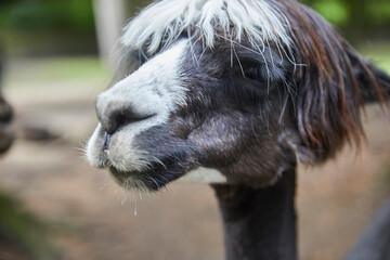 Funny portraits of curious alpacas.