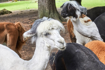 Funny portraits of curious alpacas.