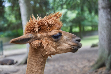 Funny portraits of curious alpacas.