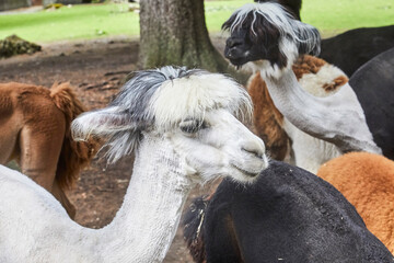 Funny portraits of curious alpacas.