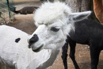 Funny portraits of curious alpacas.