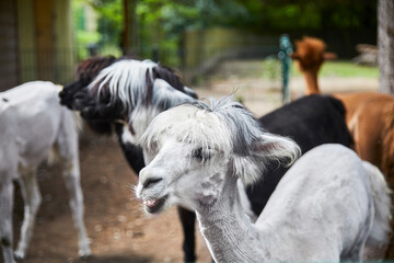 Funny portraits of curious alpacas.