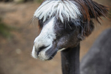 Naklejka premium Funny portraits of curious alpacas.
