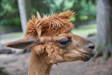 Naklejka premium Funny portraits of curious alpacas.