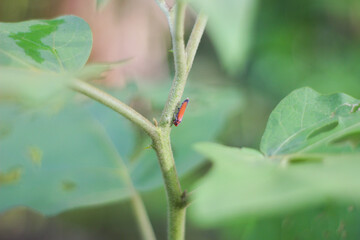 Small Red Leafhopper Insect on Green Plant Stem Macro Photography