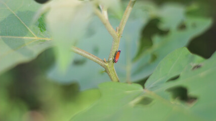 Small Red Leafhopper Insect on Green Plant Stem Macro Photography