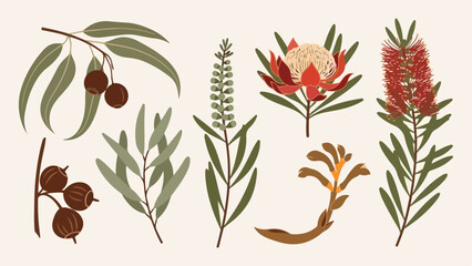 Australian Native Flora Collection Eucalyptus, Banksia, and Bottlebrush Illustrations © Donjuan Studio