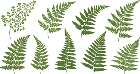 Collection of green fern fronds vector illustrations, nature elements for design and decoration © Donjuan Visual