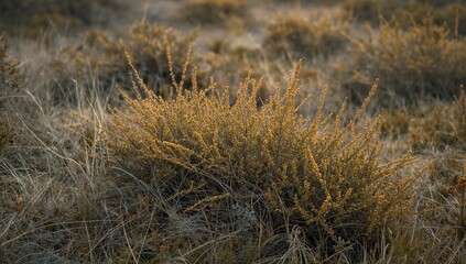 Golden Bushes in the Dusk, Abstract Nature Composition, Botanical Exploration.