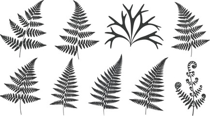 Elegant Fern Leaf Collection Botanical Illustrations for Design Projects and Decorative Use