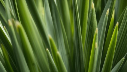 Verdant Convergence. A Study in Green Forms and Textural Interplay, Pointed Ends.
