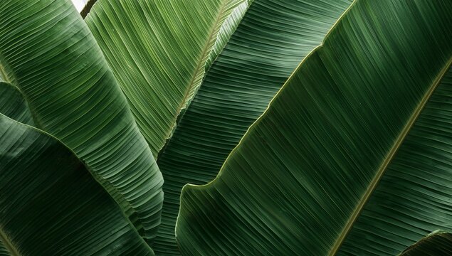 Verdant Canopy. A Study in Textures and Rhythmic Lines Natures Lush Abstraction.