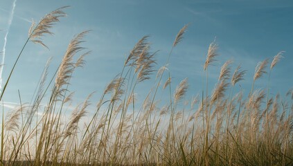 Whispering Reeds Against a Serene Sky Backdrop, A Symphony of Textures and Colors.