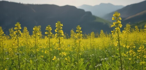 Breezy rapeseed flowers swaying in the wind at Erlang Mountain ,  wind,  landscape,  nature