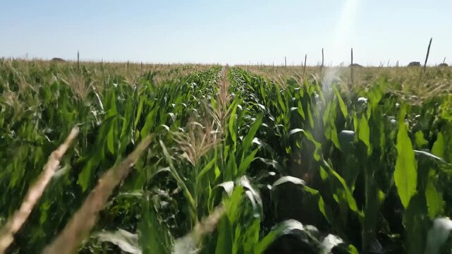  Lush green cornfield stretching towards the horizon under a clear sky