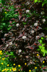 Blooming ninebark shrub with white flower clusters and contrasting burgundy leaves. Garden photography emphasising ornamental foliage, seasonal flowering and landscape structure.
