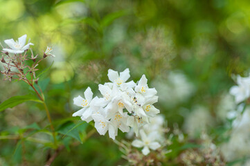 White Deutzia flowers forming dense clusters on shrub branches, spring bloom with yellow stamens and soft green bokeh, ideal for gardening, horticulture and ornamental shrub use.