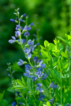 Close up of blue false indigo flowers growing in a garden, Baptisia australis with green foliage and soft bokeh background, ideal for nature, gardening, botanical, and landscape design concepts.