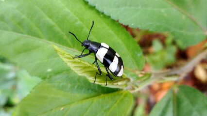 inseto besouro - Coleoptera