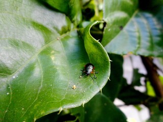 inseto besouro - Coleoptera