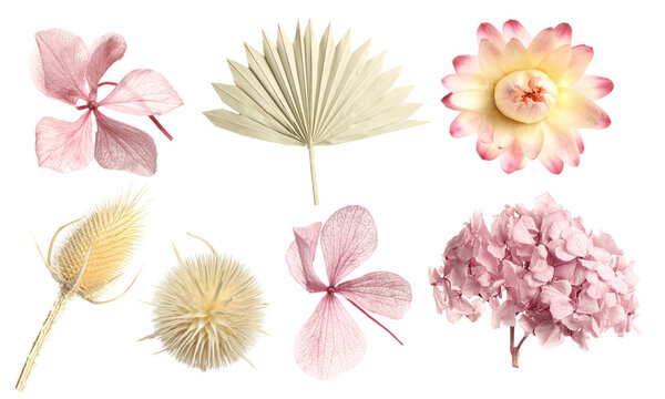 Dry preserved flowers and leaf isolated on white, set