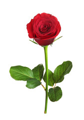 Red rose with green leaves isolated on white