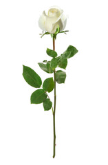 Obraz premium Beautiful rose with green leaves isolated on white