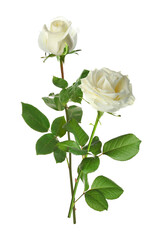 Beautiful roses with green leaves isolated on white