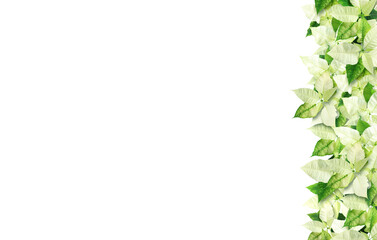 Fototapeta premium Bright poinsettia plants on white background. Banner design