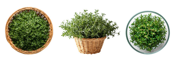 Fresh raw thyme isolated on a transparent background