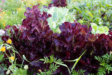 Dark red lettuce grows in the garden at the dacha.